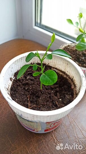 Муррайя метельчатая