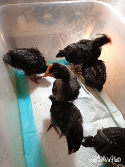 Синь-синь дянь, сильверудды(молодые петушки)