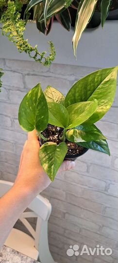 Эпипремнум золотистый