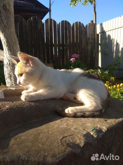 Котенок ищет дом