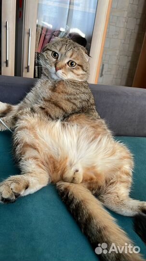 Шотландская