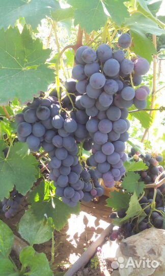 Виноград саженцы