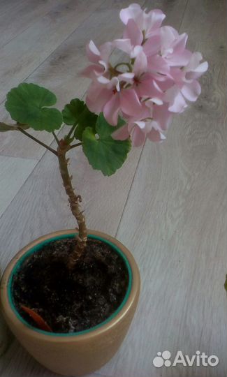 Пеларгония герань большие и маленькие