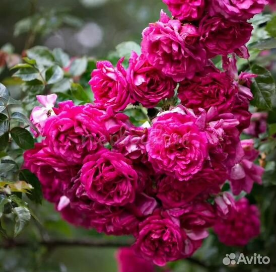 Розы плетистые саженцы