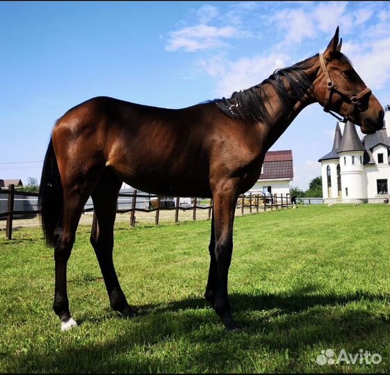 Ганноверская кобыла 2023