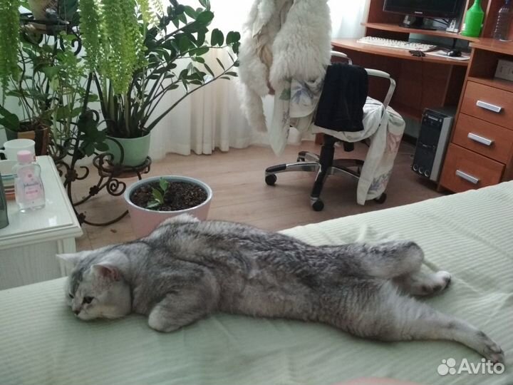 Британский кот, вязка опытным котом, найдет подход