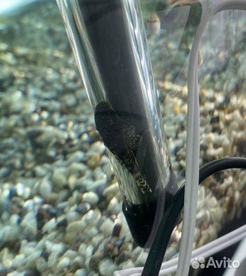 Анциструс в хорошие руки