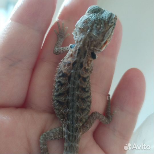 Бородатая агама