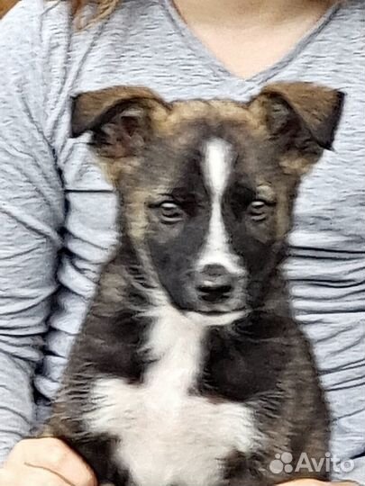 Щенки в добрые руки