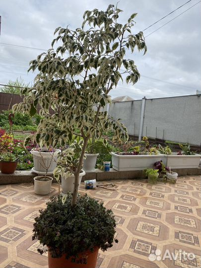 Фикус бенджамина большой