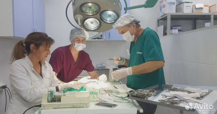 Ветеринарный врач на дом