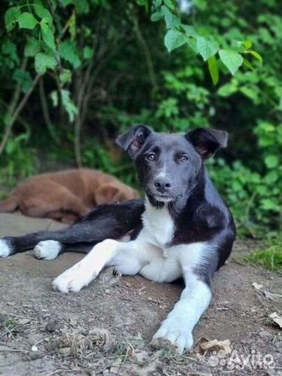 Щенки, метисы овчарок, помощь со стерилизацией