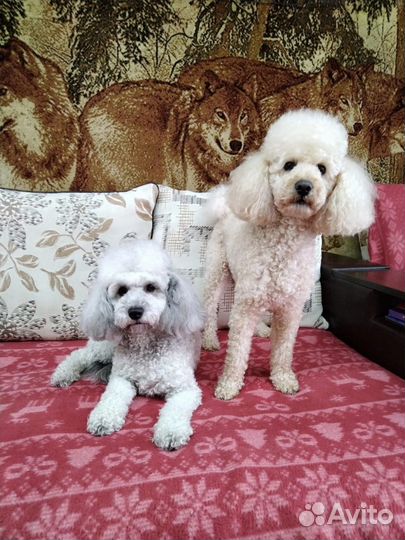 Щенки карликового пуделя