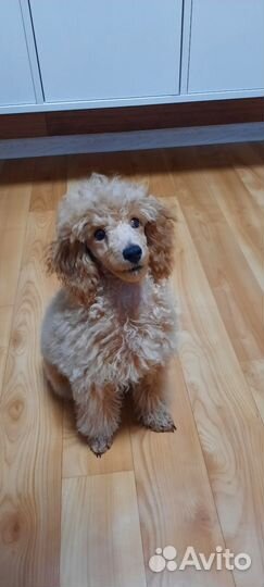 Миниатюрный пудель РКФ