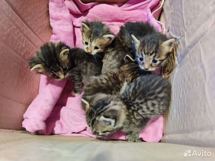 Кошка в дар бесплатно