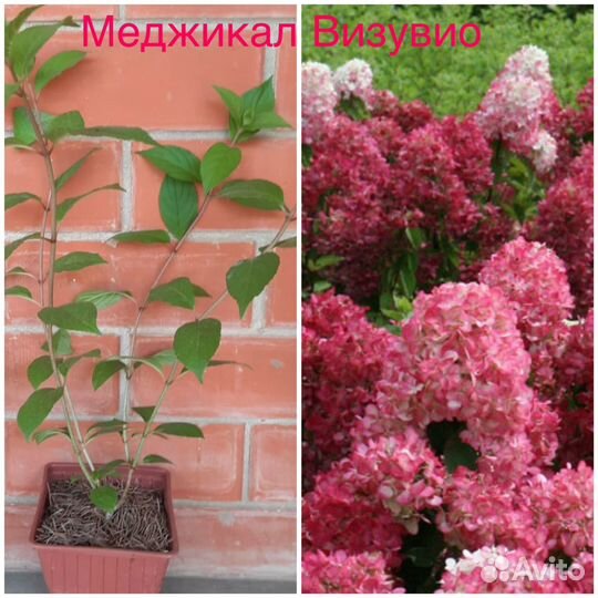 Гортензия метельчатая в ассортименте