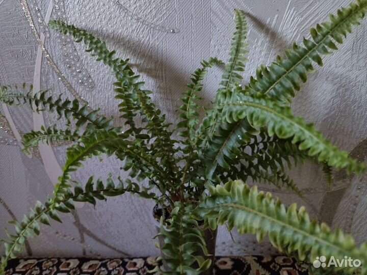 Папоротник