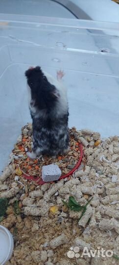 Хомяк Кэмпбелла с домиком