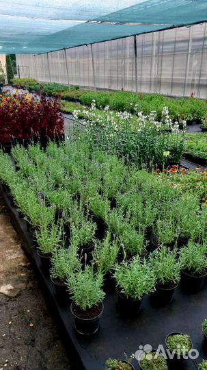 Навоз прелый,отличный чернозем газель,камаз,ЗИЛ 6Т