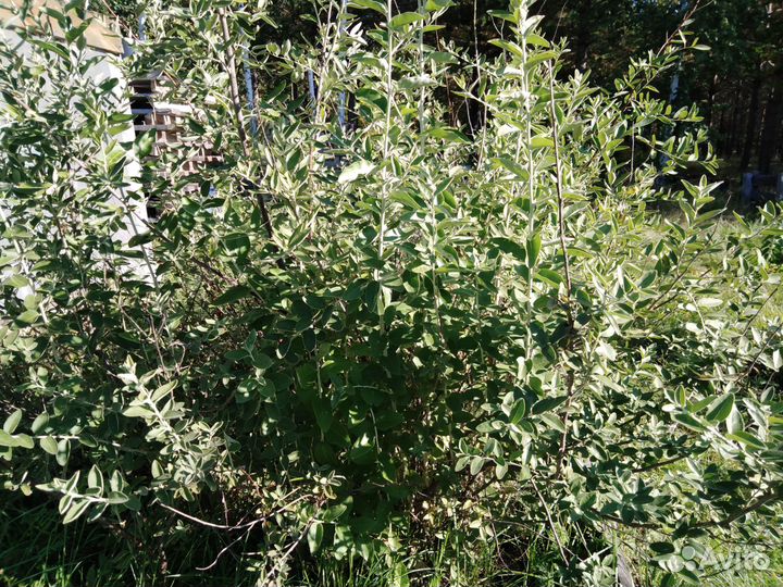 Лох узколистный (Джида)