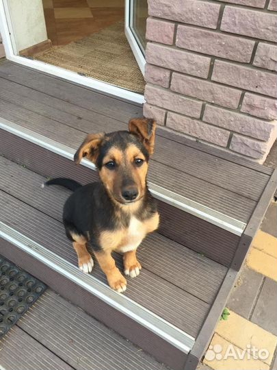 Пристройство животных (собаки)