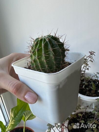 Кактусы и суккуленты