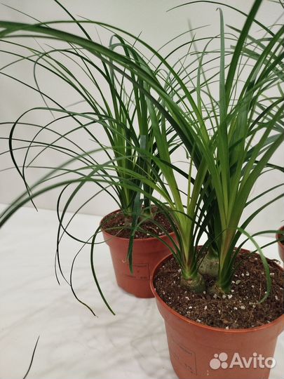 Нолина, 3шт в горшке