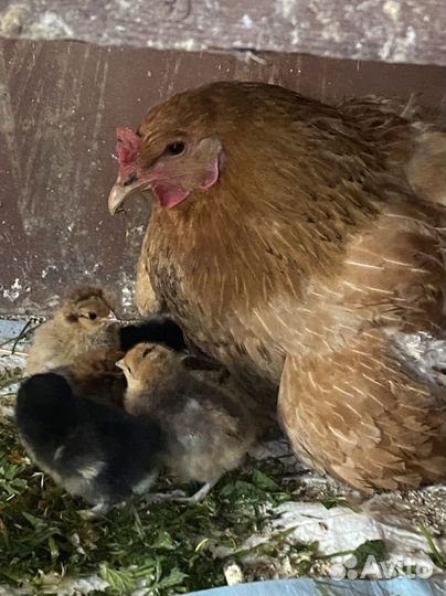 Продам 33 богатыря, которые ищут красоток