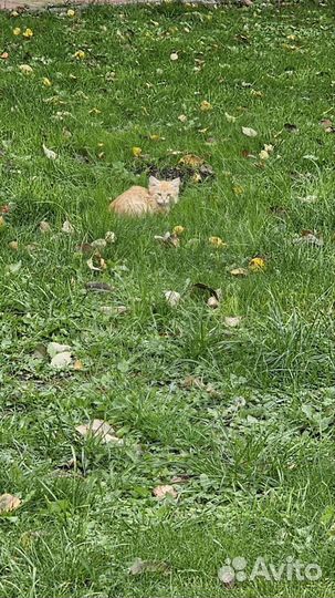 Котята в добрые руки бесплатно