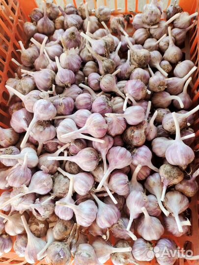 Чеснок домашний