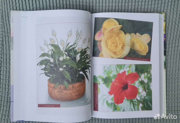 Книга Комнатные растения