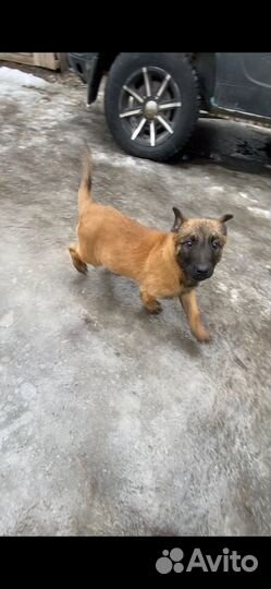 Щенки Бельгийской Овчарки