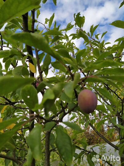 Малина Жар птица, мал. дерево, слива, терн и т. д