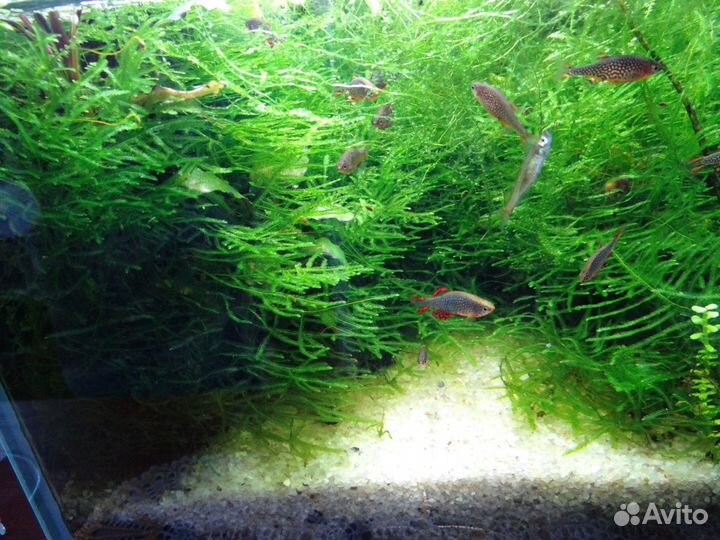 Живые корма,передержка, растения