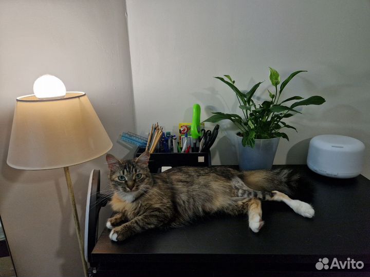 Лапка ищет дом