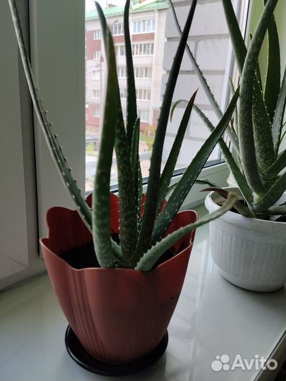 Алоэ 7лет и 2,4 года