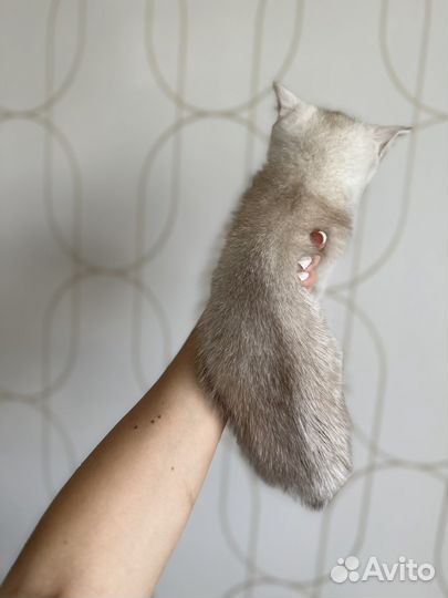 Шотланский котенок AY25