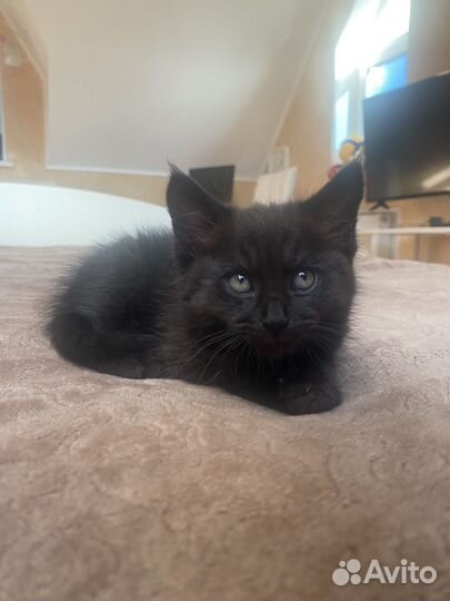 Котята черные в добрые руки