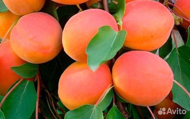 Саженцы Абрикосов