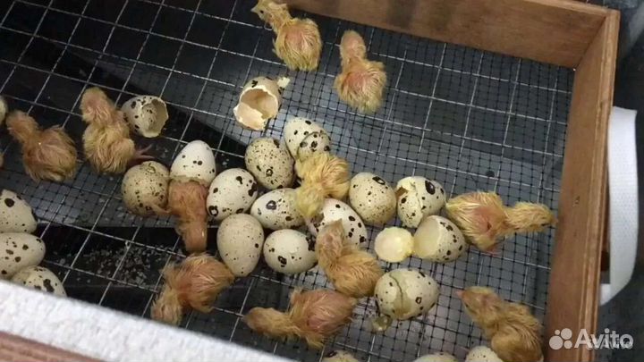 Инкубационное яйцо перепелов Техас утежеленный