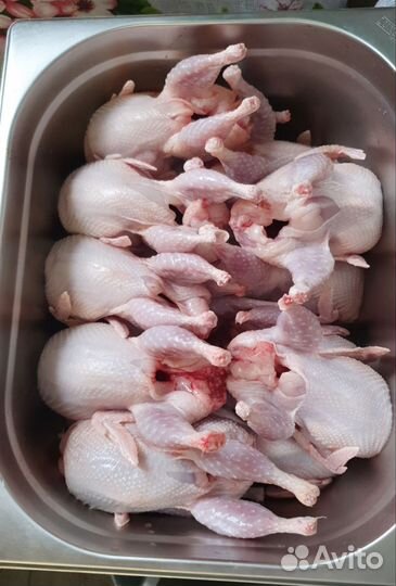 Продажа перепелят