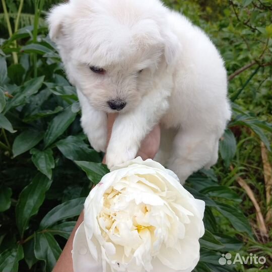 Щенки мальтипу мальчик