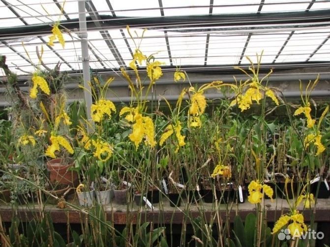 Психопсис калихи альба