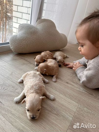 Мальтипу f1 мини девочка