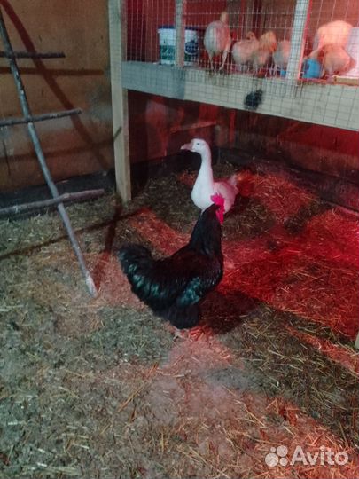 Петухи джейсирский породы