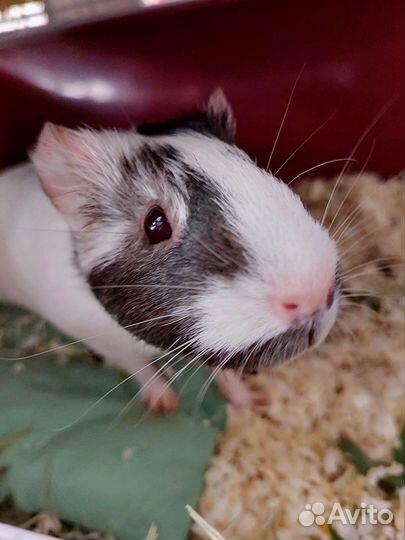 Передержка грызунов