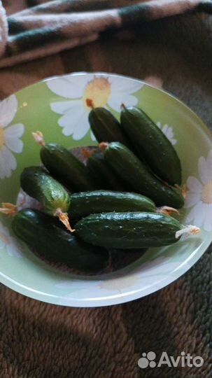 Саженцы балконные