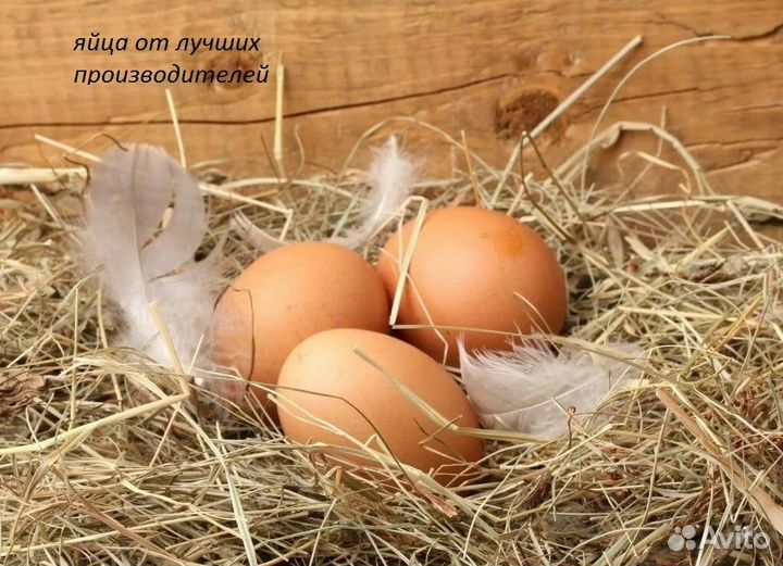 Курочка от фермера