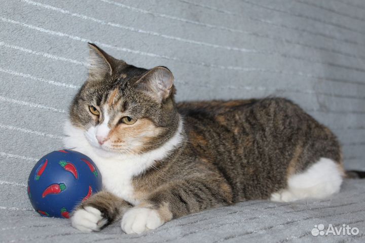 Кошка в дар бесплатно