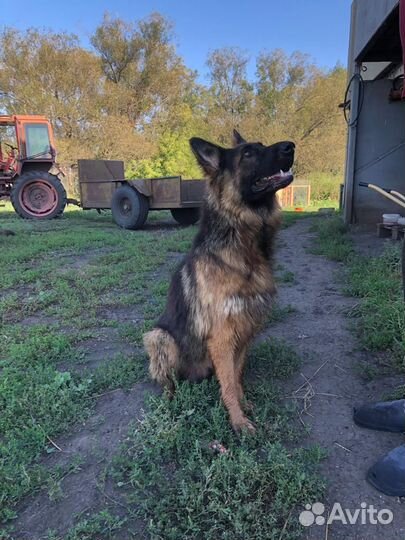 Щенки немецкой овчарки длинношерстной